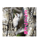 父の鳥スタンプ（個別スタンプ：20）