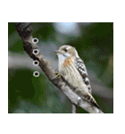 父の鳥スタンプ（個別スタンプ：21）