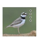 父の鳥スタンプ（個別スタンプ：22）