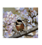 父の鳥スタンプ（個別スタンプ：23）