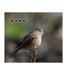 父の鳥スタンプ（個別スタンプ：24）