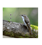 父の鳥スタンプ（個別スタンプ：25）