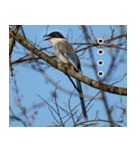 父の鳥スタンプ（個別スタンプ：26）