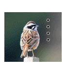 父の鳥スタンプ（個別スタンプ：27）