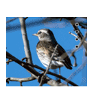 父の鳥スタンプ（個別スタンプ：28）