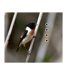 父の鳥スタンプ（個別スタンプ：29）