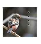 父の鳥スタンプ（個別スタンプ：30）