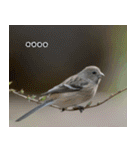 父の鳥スタンプ（個別スタンプ：31）