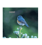 父の鳥スタンプ（個別スタンプ：32）