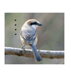 父の鳥スタンプ（個別スタンプ：33）