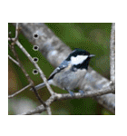 父の鳥スタンプ（個別スタンプ：34）