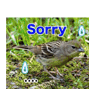 父の鳥スタンプ（個別スタンプ：35）