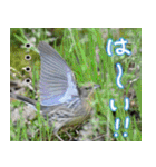 父の鳥スタンプ（個別スタンプ：36）