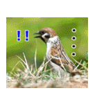 父の鳥スタンプ（個別スタンプ：37）