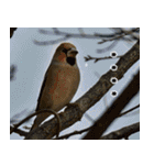 父の鳥スタンプ（個別スタンプ：38）