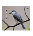 父の鳥スタンプ（個別スタンプ：39）