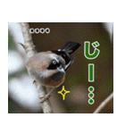 父の鳥スタンプ（個別スタンプ：40）