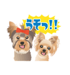 ヨーキー♡ココア姉妹の可愛いあいさつ（個別スタンプ：17）