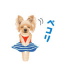 ヨーキー♡ココア姉妹の可愛いあいさつ（個別スタンプ：28）