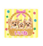 ヨーキー♡ココア姉妹の可愛いあいさつ（個別スタンプ：33）