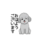 使いやすい敬語のトイプードル（個別スタンプ：1）