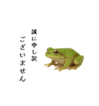 腰が低めのアマガエル（個別スタンプ：2）
