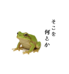 腰が低めのアマガエル（個別スタンプ：3）