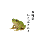 腰が低めのアマガエル（個別スタンプ：4）