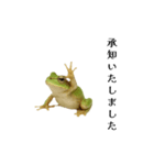 腰が低めのアマガエル（個別スタンプ：5）