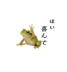 腰が低めのアマガエル（個別スタンプ：7）
