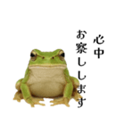 腰が低めのアマガエル（個別スタンプ：8）