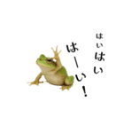 腰が低めのアマガエル（個別スタンプ：10）