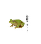 腰が低めのアマガエル（個別スタンプ：11）