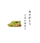 腰が低めのアマガエル（個別スタンプ：12）