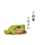 腰が低めのアマガエル（個別スタンプ：16）
