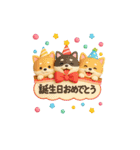 【BIG】柴犬の誕生日＆お祝い＆ありがとう（個別スタンプ：1）