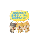 【BIG】柴犬の誕生日＆お祝い＆ありがとう（個別スタンプ：32）