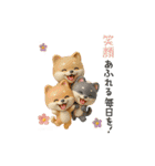 【BIG】柴犬の誕生日＆お祝い＆ありがとう（個別スタンプ：40）