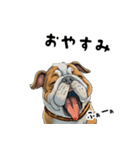 毎日使える大人可愛いブルドッグ（個別スタンプ：16）
