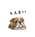 毎日使える大人可愛いブルドッグ（個別スタンプ：18）