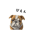 毎日使える大人可愛いブルドッグ（個別スタンプ：27）