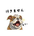 毎日使える大人可愛いブルドッグ（個別スタンプ：37）