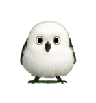 もふもふシマエナガ.1（個別スタンプ：4）