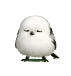 もふもふシマエナガ.1（個別スタンプ：6）