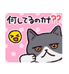 エキゾチックショートヘアです（個別スタンプ：3）