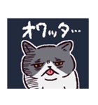 エキゾチックショートヘアです（個別スタンプ：10）