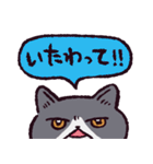 エキゾチックショートヘアです（個別スタンプ：12）