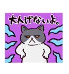 エキゾチックショートヘアです（個別スタンプ：27）