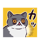 エキゾチックショートヘアです（個別スタンプ：30）