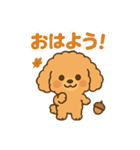 秋♡ず～っと使える♡トイプードル BIG（個別スタンプ：1）